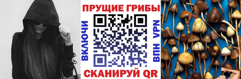 Псилоцибиновые грибы Psilocybine cubensis Ржев